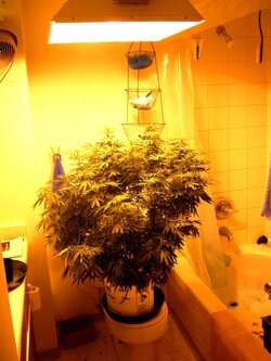 Hanfplantage - Foto: name.invalid